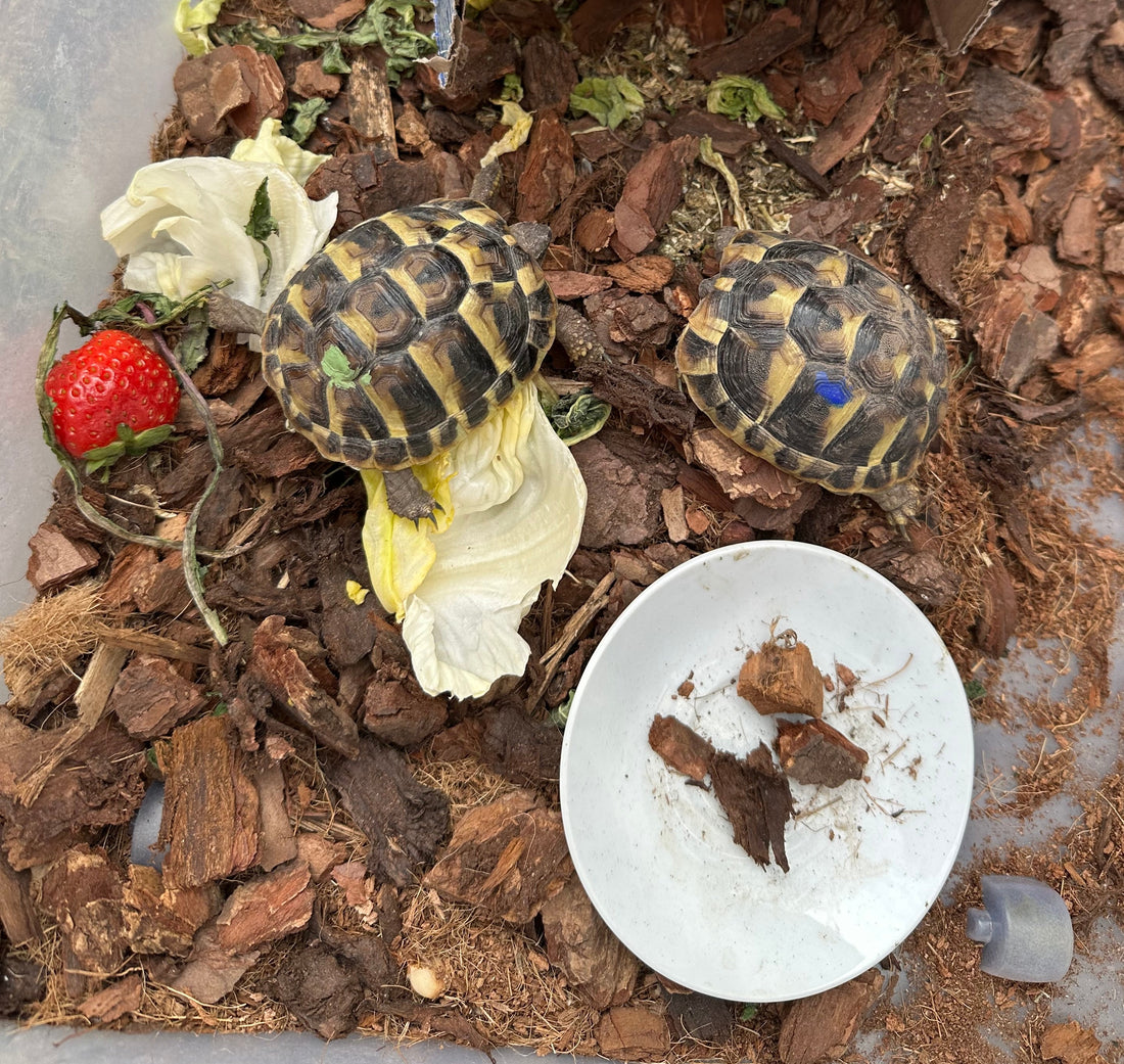Zwei junge Griechische Landschildkröten abzugeben
