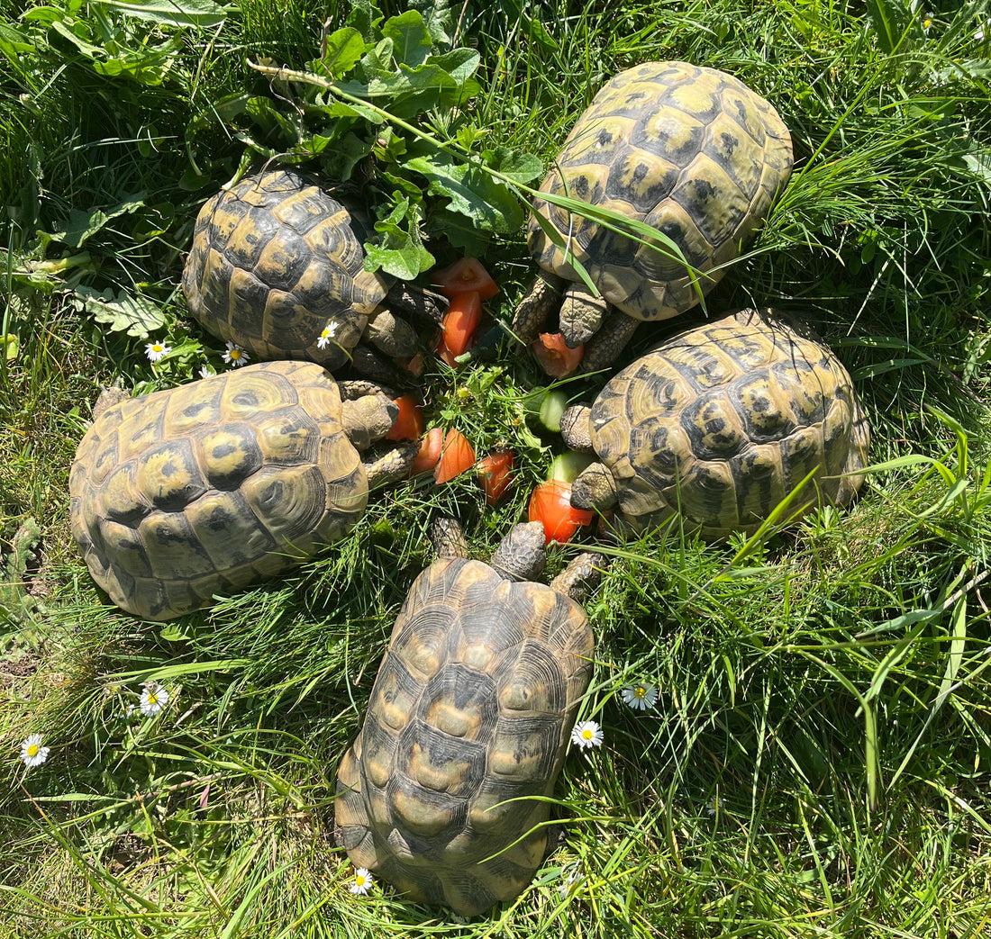 Griechische Landschildkröte zu verkaufen