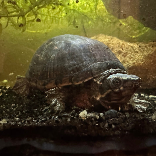 Wasserschildkröte (ca. 6 Jahre) zu verkaufen