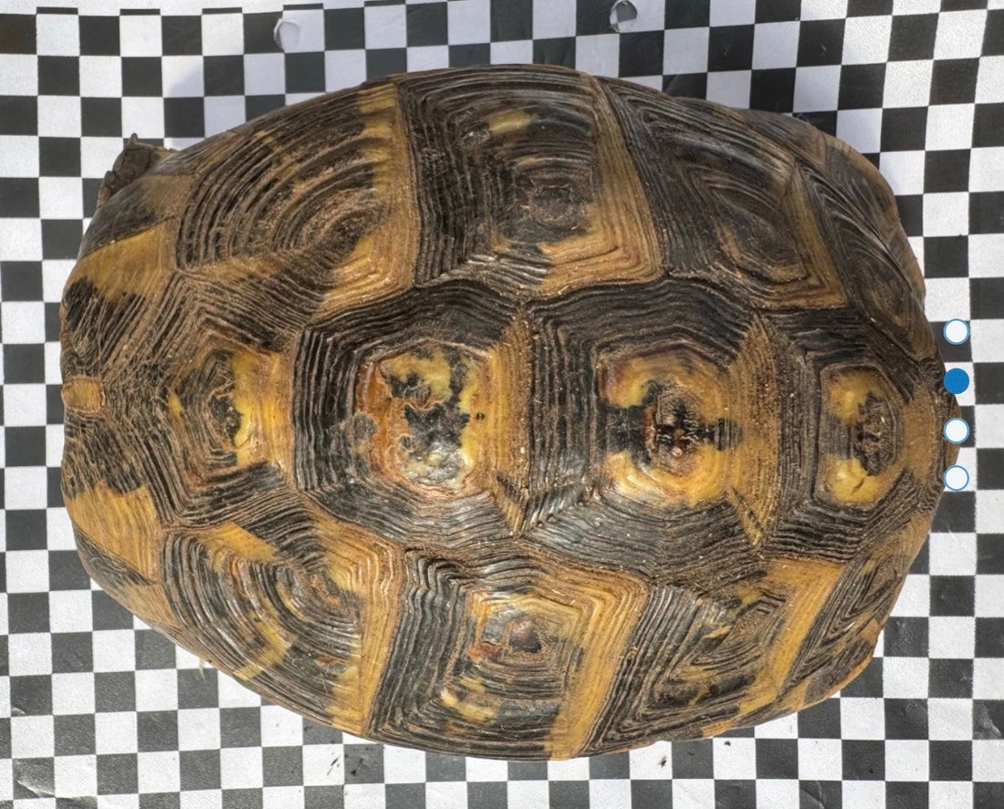 2 griechische Landschildkröte weiblich THH 17 Jahre alt