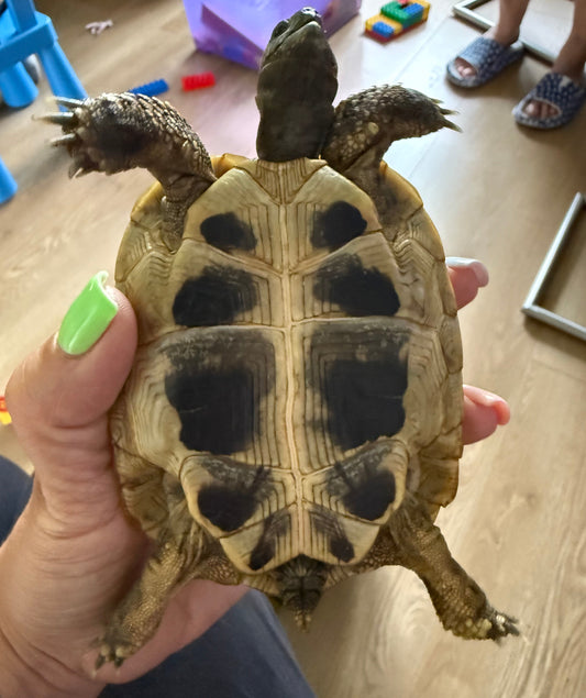 2 griechische Landschildkröten zu verkaufen