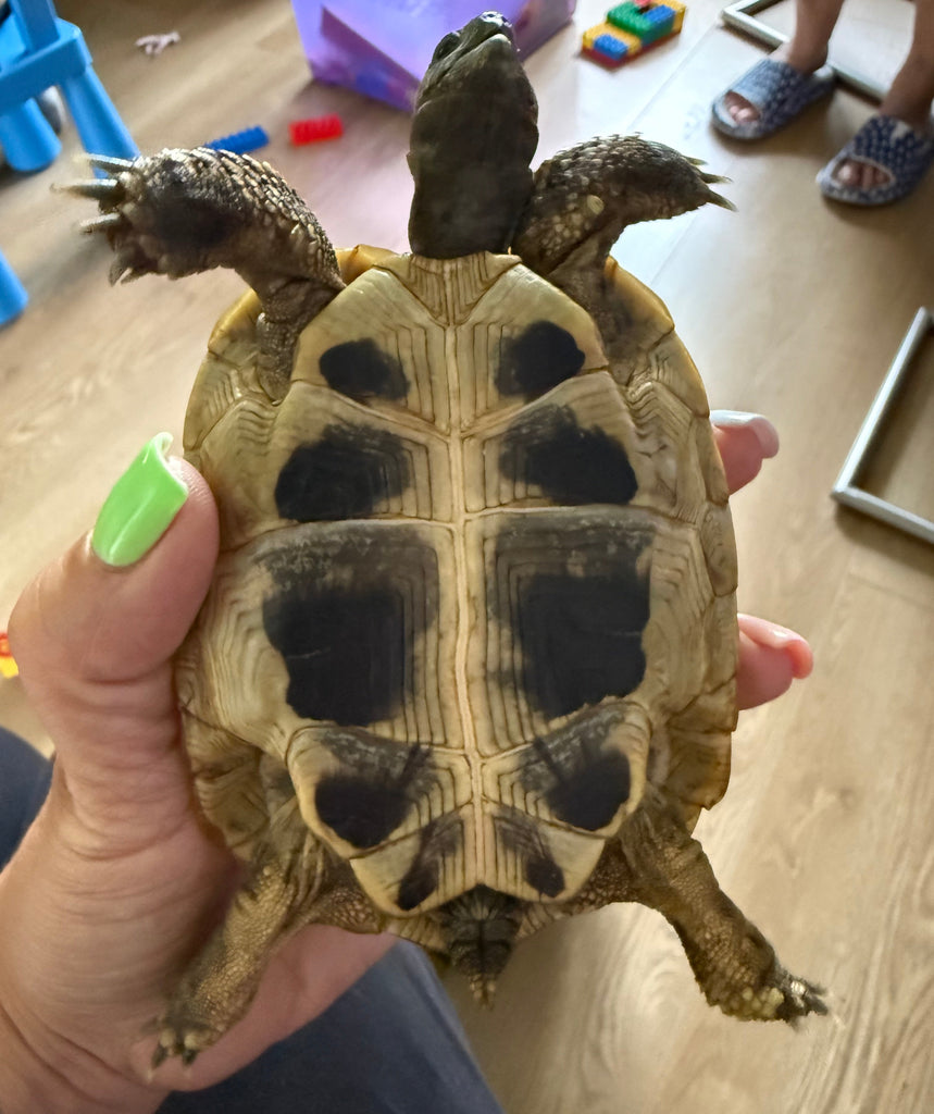 2 griechische Landschildkröten zu verkaufen