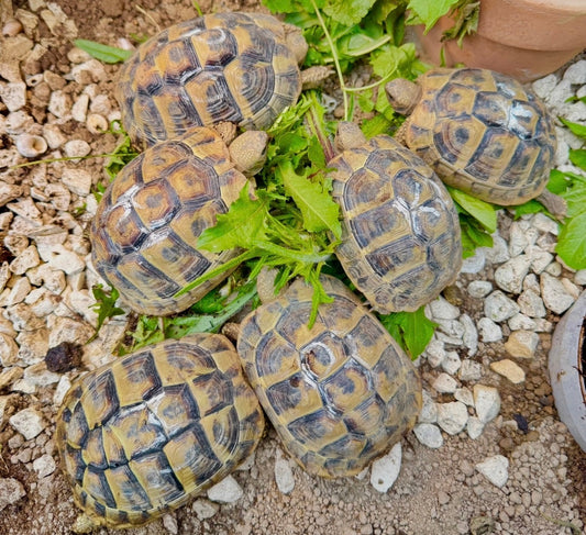 Verkaufe Schildkröten NZ 2022 Testudo Hermani Boettgeri