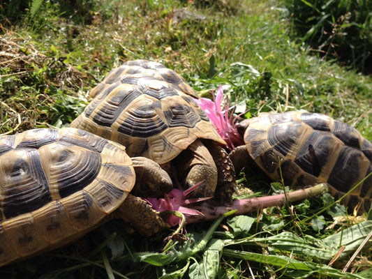 Griechische Landschildkröten 2024