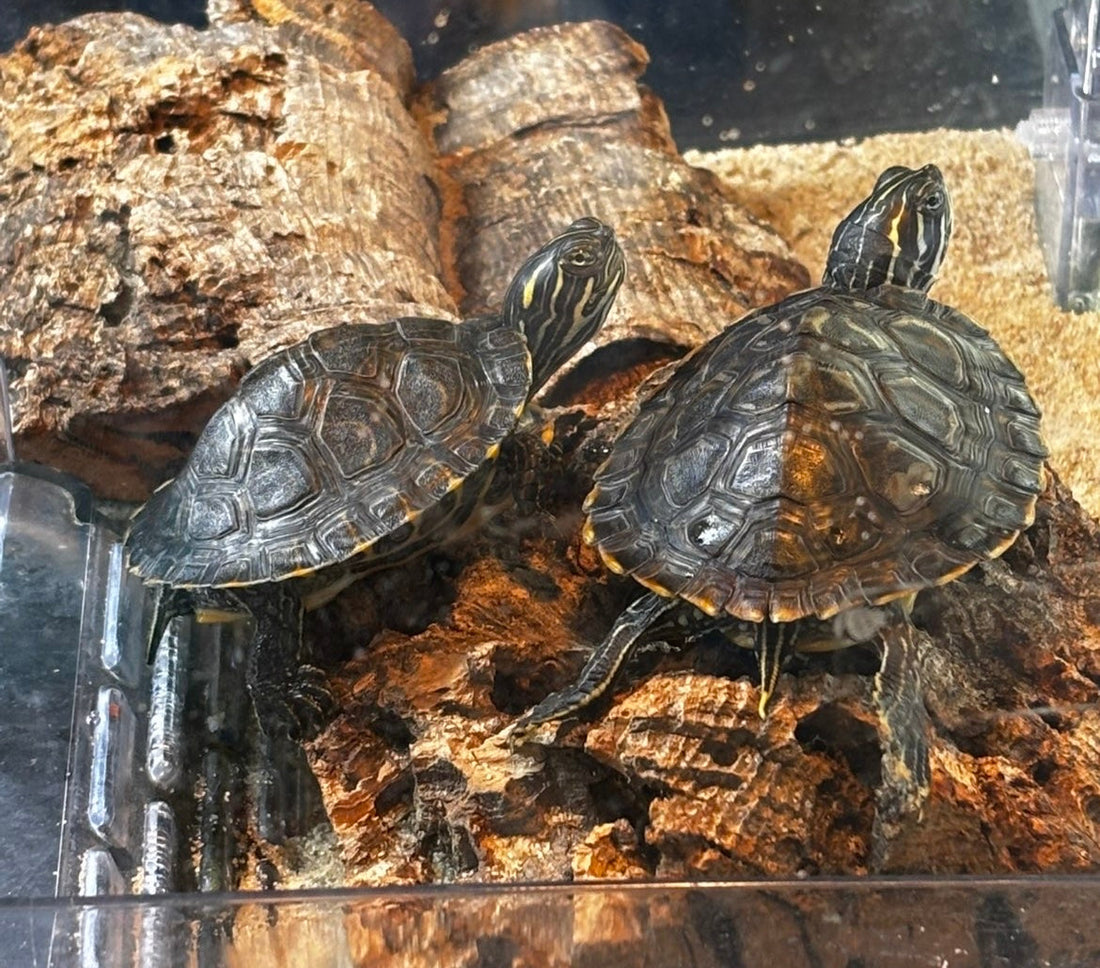 Westliche Hieroglyphen-Schmuckschildkröte
