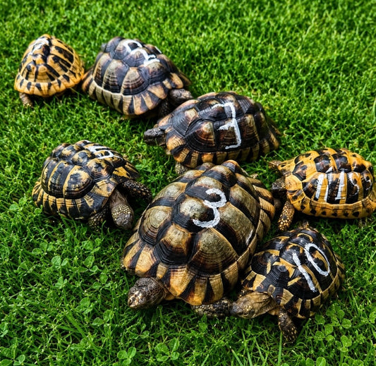 7 Landschildkröten aus liebevoller Freilandhaltung abzugeben