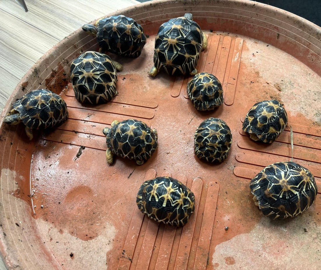 Strahlenschildkröten Astrochelys Radiata