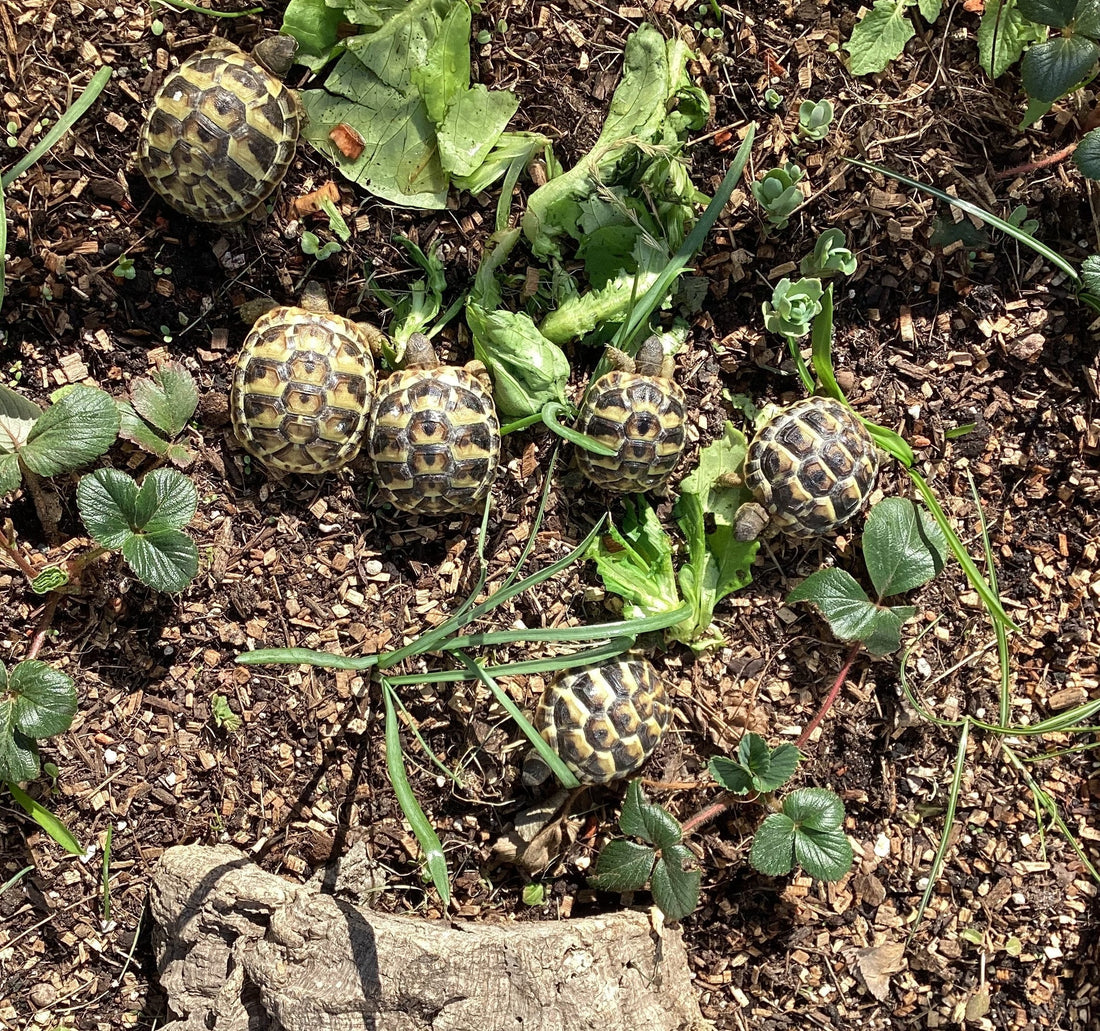 Griechische Landschildkröte NZ 2024 zu verkaufen