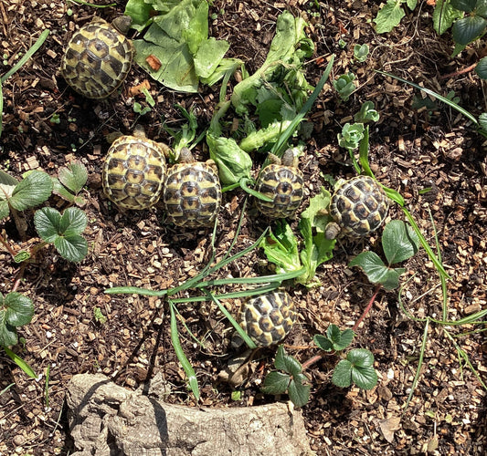 Griechische Landschildkröte NZ 2024 zu verkaufen