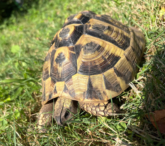 Griechische Landschildkröte adultes Tier zu verkaufen