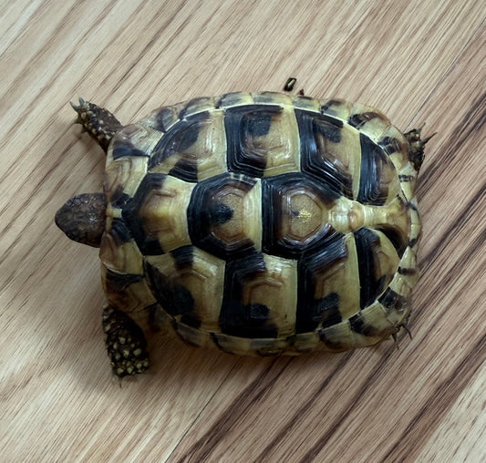 Griechische Schildkröten