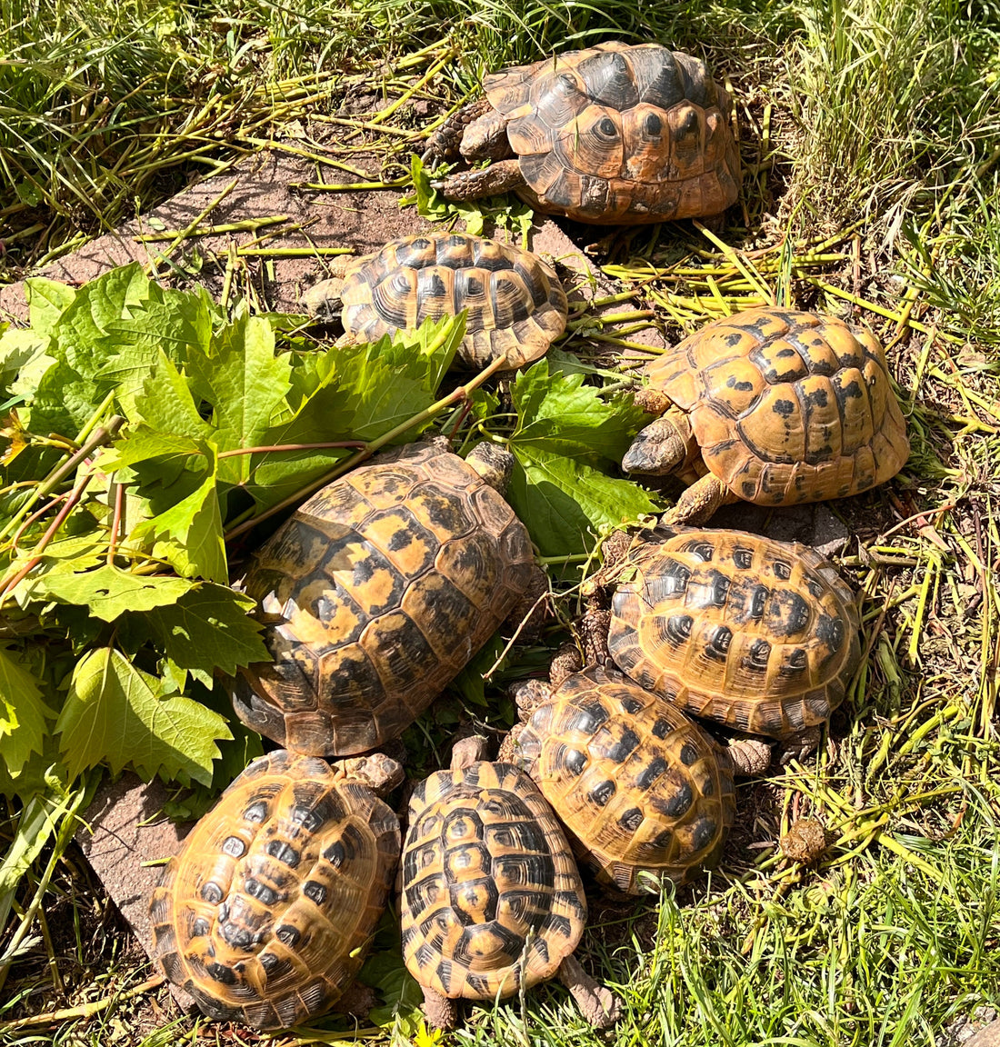 Griechische und Maurische Landschildkröten abzugeben