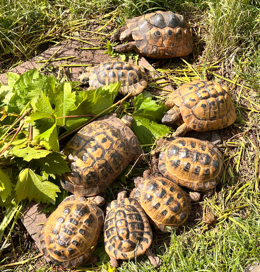 Griechische und Maurische Landschildkröten abzugeben