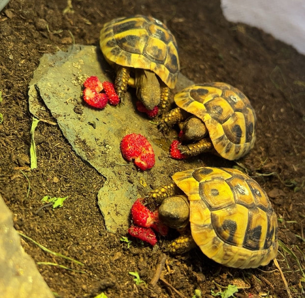 3 Griechische Landschildkröten von August 24
