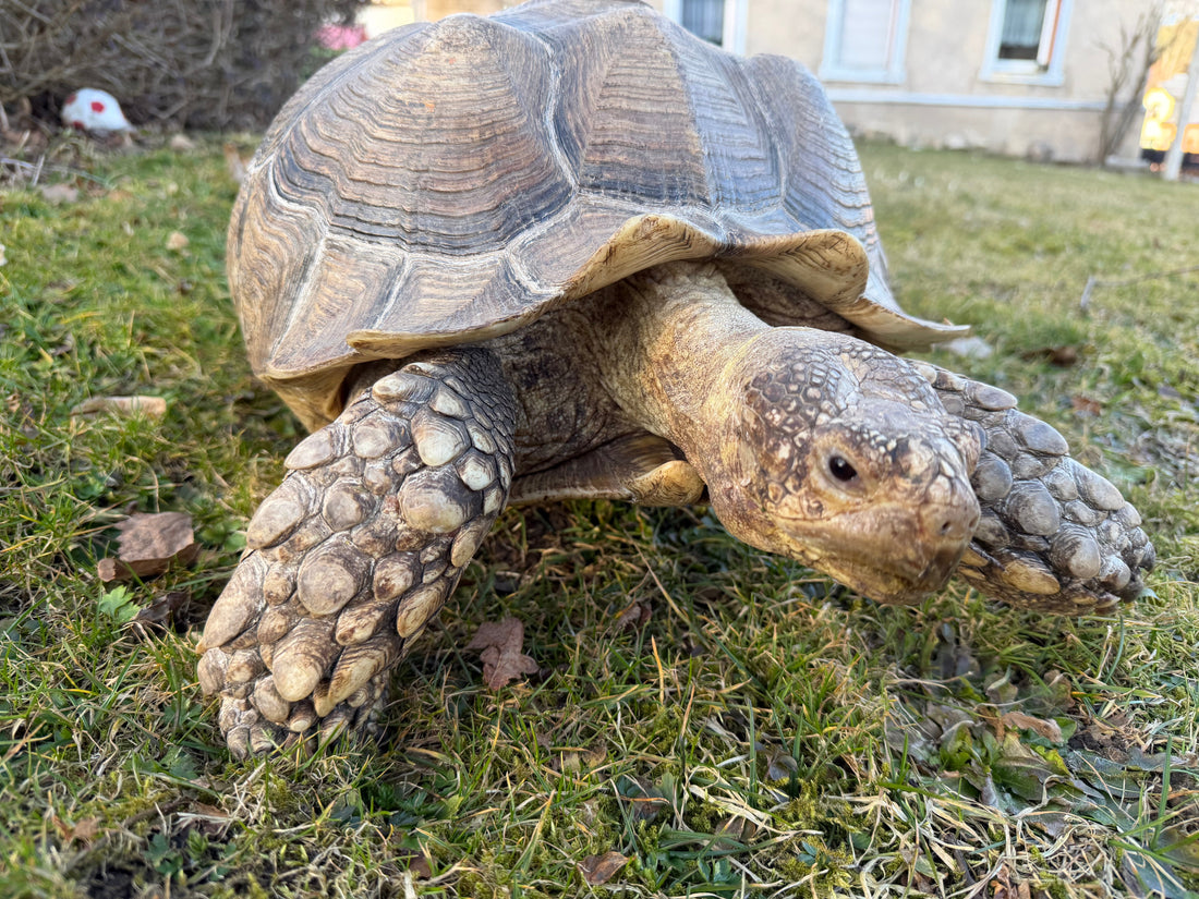 Suche Spornschildkröte weiblich
