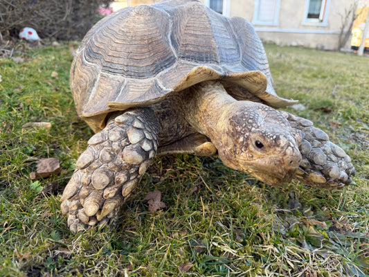 Suche Spornschildkröte weiblich