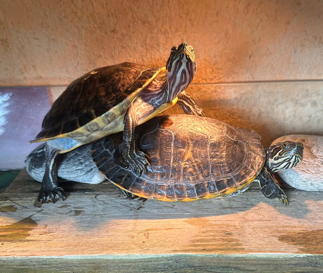 Wasserschildkröten: 2 Weibchen abzugeben