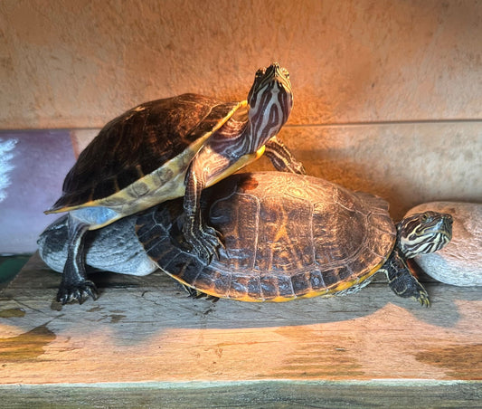 Wasserschildkröten: 2 Weibchen abzugeben