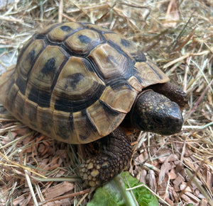 Griechische Landschildkröte, Testudo