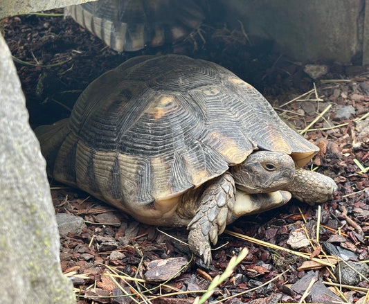 Adulte Breitrandschildkröten zu verkaufen (männlich + weiblich)