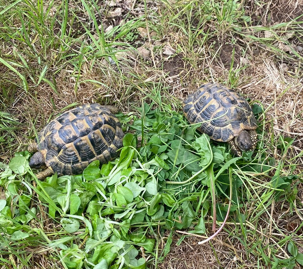 2 Testudo hermanni Männchen, 2012