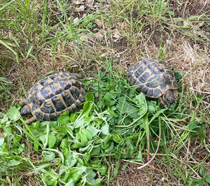 2 Testudo hermanni Männchen, 2012