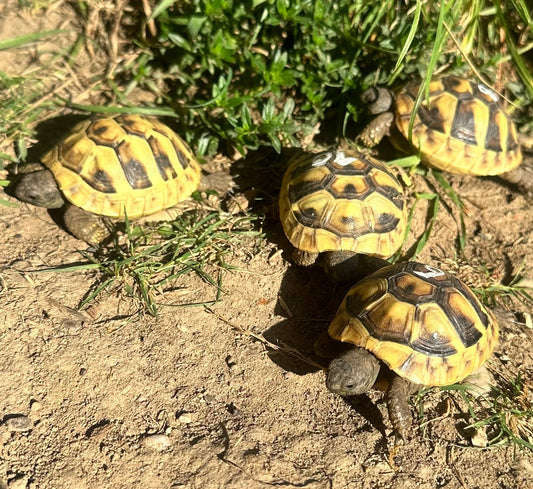 Testudo Hermanni Boetgerri