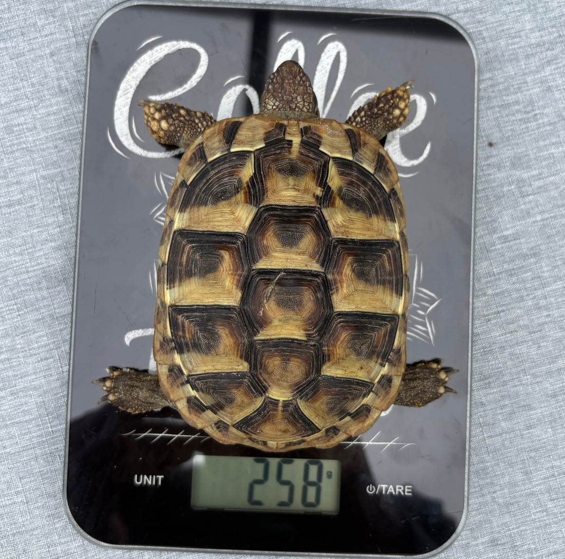 Griechische Landschildkröten aus SH