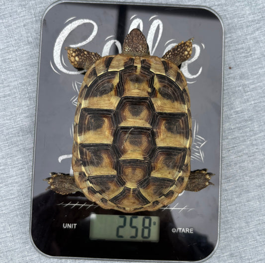 Griechische Landschildkröten aus SH