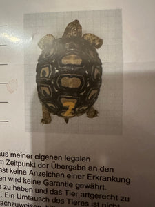 Pantherschildkröte