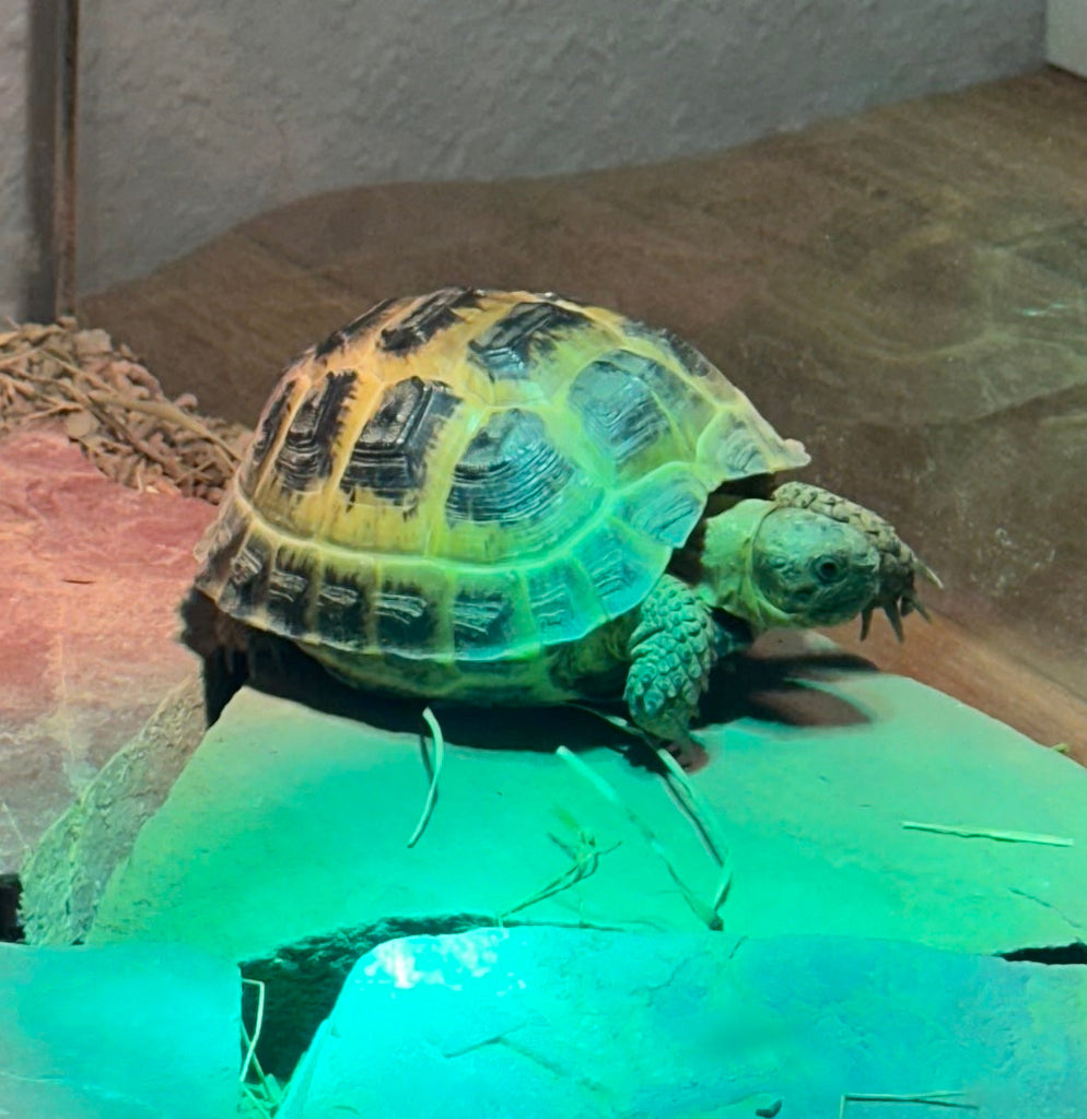 Junge kerngesunde Steppenschildkröte mit Komplettausstattung