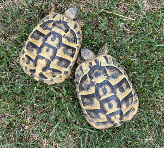 Griechische landschildkröte verkaufen