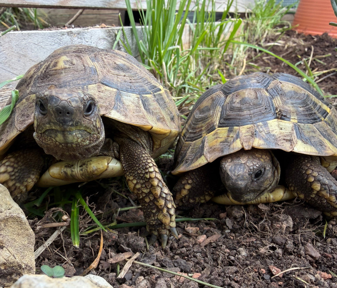 Griechische Landschildkröte 6 Jahre