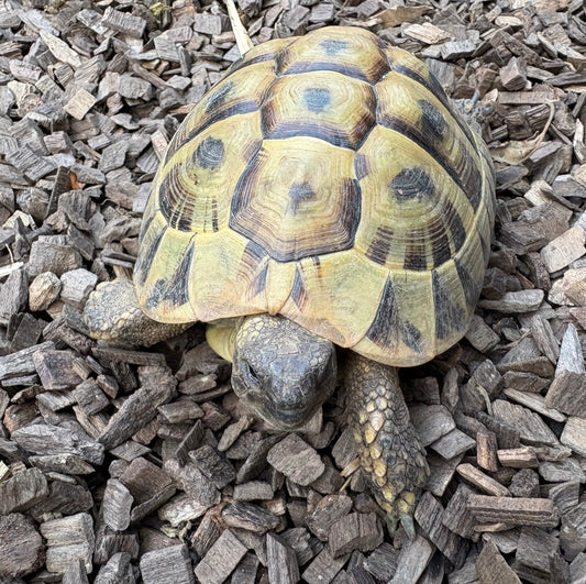 Zwei griechische Landschildkröten abzugeben (m&w)