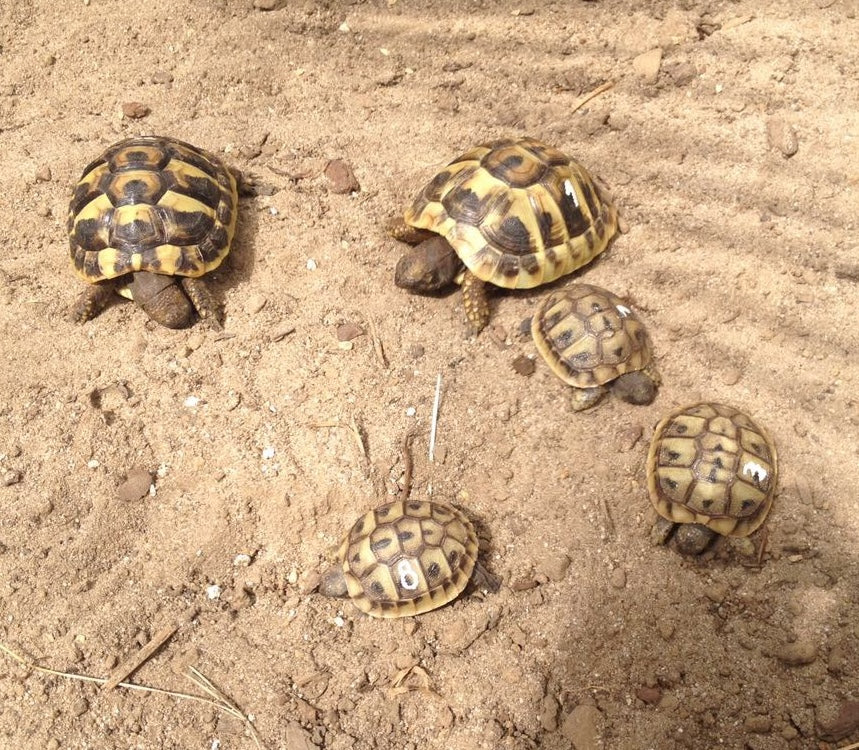 Griechische Landschildkröten - Jungtiere aus eigener Nachzucht