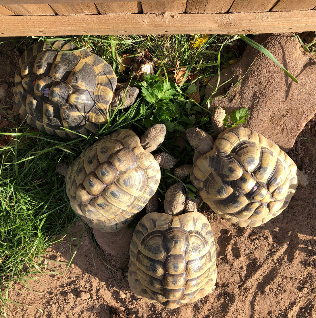 Vier Griechische Landschildkröten abzugeben