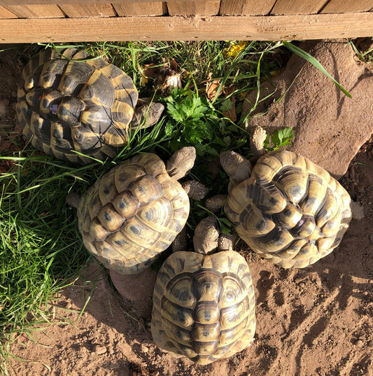 Vier Griechische Landschildkröten abzugeben