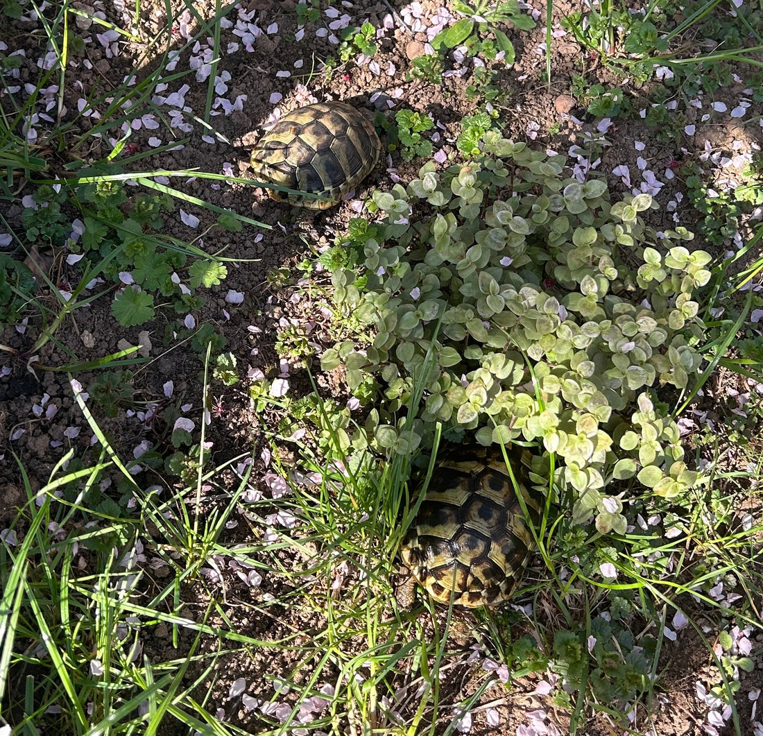 3 Griechische Landschildkröten 2021