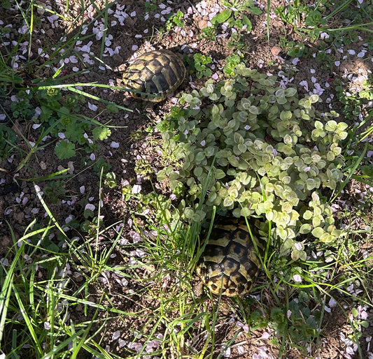 3 Griechische Landschildkröten 2021
