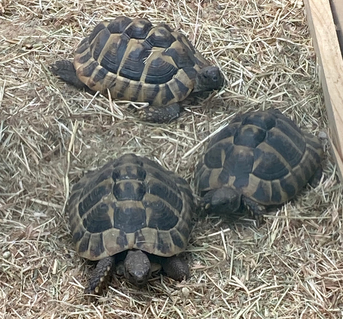 Griech. Landschildkröten 2018-2022 abzugeben