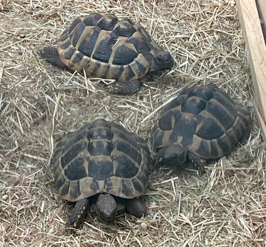 Griech. Landschildkröten 2018-2022 abzugeben