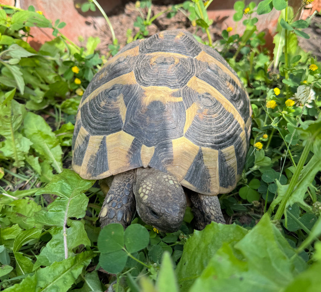 Griechische Landschildkröten 2001/2013