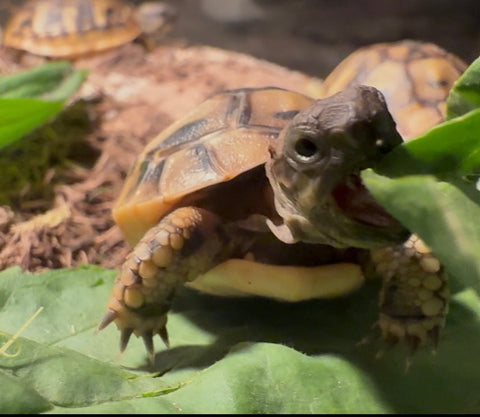 Dalmatinische Landschildkröten – NZ 2025 abzugeben