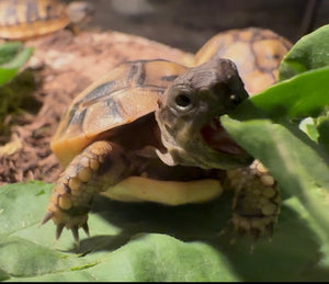 Dalmatinische Landschildkröten, Nachzuchten 2025