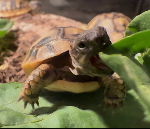 Dalmatinische Landschildkröten (Testudo hermanni hercegovinensis) aus liebevoller Hobbyzucht