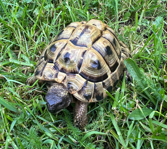 Griechische Landschildkröte Männlich
