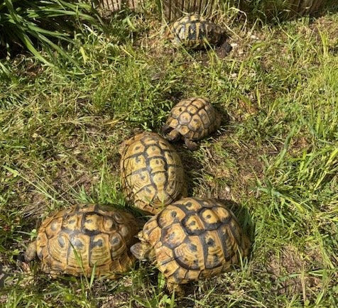 Gruppe griech. Landschildkröten zu verkaufen