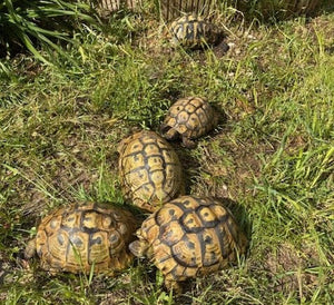 Gruppe griech. Landschildkröten zu verkaufen