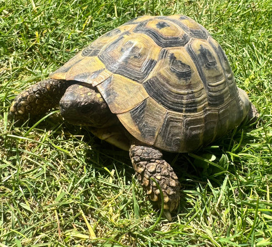 Griechische Landschildkröten NZ 2013 und 2014 abzugeben