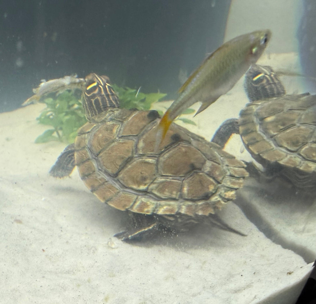 Höckerschildkröte Wasserschildkröte